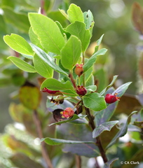 Vaccinium dentatum