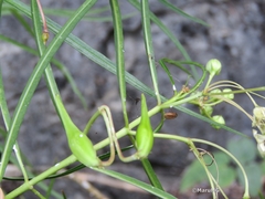 Asclepias angustifolia