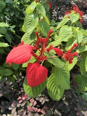 Mussaenda erythrophylla