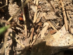 Pseudomethoca simillima