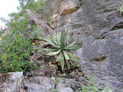 Agave xylonacantha