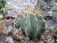 Astrophytum ornatum