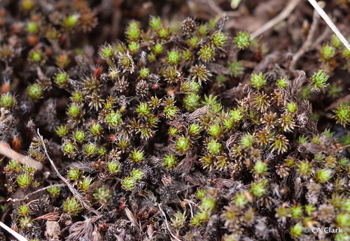 Polytrichum piliferum observed 2019-10-09