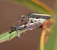 Rhinotia suturalis