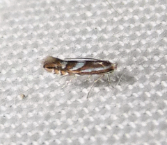 Phyllonorycter propinquinella
