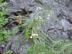 Asclepias angustifolia