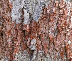Trentepohlia abietina