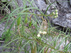 Asclepias angustifolia