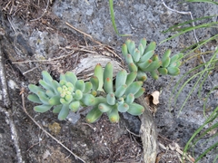 Sedum corynephyllum