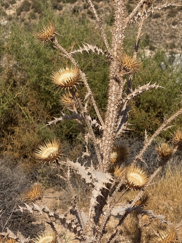 Branched Cotton Thistle (Onopordum bracteatum)
