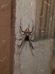 Latrodectus