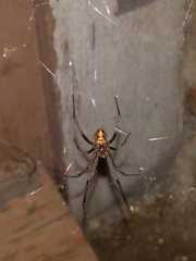 Latrodectus