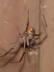 Latrodectus