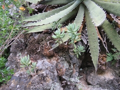 Sedum corynephyllum