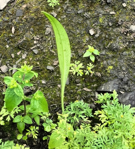 Ismene amancaes, photograph 6