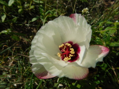 Cienfuegosia intermedia