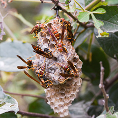 Polistes instabilis