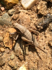 Atlanticus testaceus