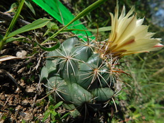 Coryphantha cornifera