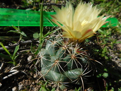 Coryphantha cornifera