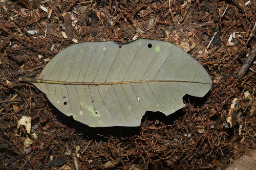 Aspidosperma excelsum observed 2023-11-01