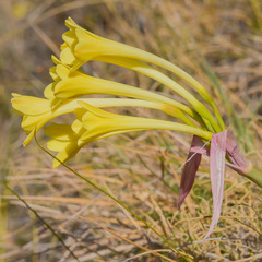 Cyrtanthus flanaganii