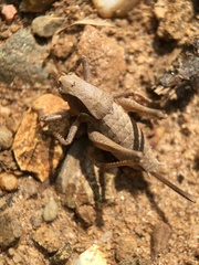 Atlanticus testaceus