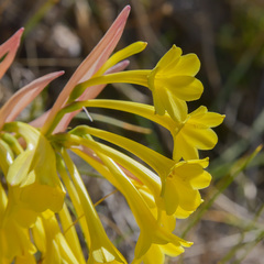 Cyrtanthus flanaganii