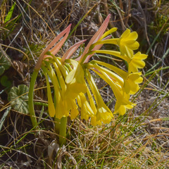 Cyrtanthus flanaganii