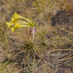 Cyrtanthus flanaganii