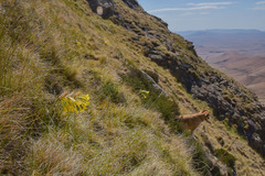 Cyrtanthus flanaganii