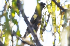 Poicephalus rueppellii