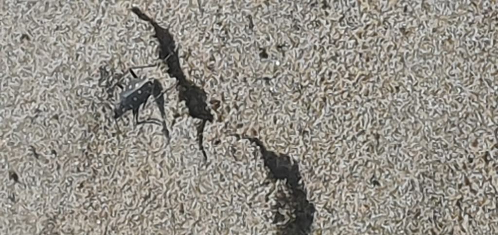 Littoral Tiger Beetle