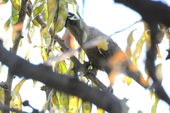 Poicephalus rueppellii