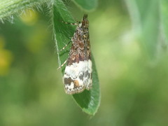 Scoparia minusculalis