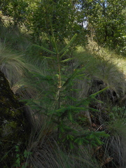 Abies religiosa