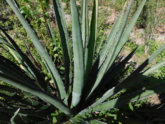 Agave albomarginata