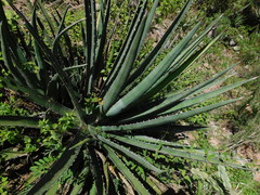 Agave albomarginata