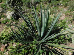 Agave albomarginata