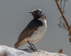 Oenanthe lugubris schalowi