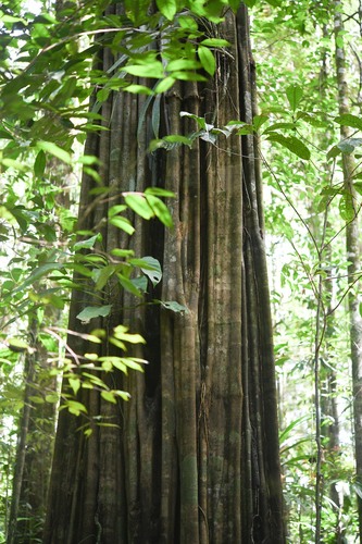 Aspidosperma excelsum observed 2024-01-11
