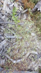 Paronychia baldwinii