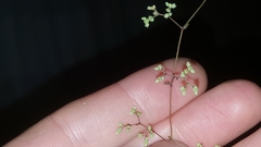 Paronychia baldwinii