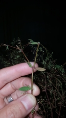 Paronychia baldwinii