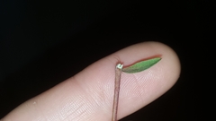 Paronychia baldwinii