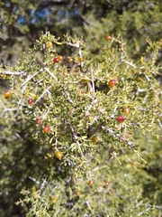 Condalia warnockii kearneyana