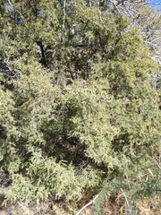 Condalia warnockii kearneyana