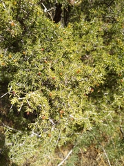 Condalia warnockii kearneyana
