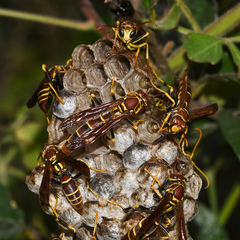 Polistes instabilis