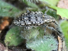 Ithycerus noveboracensis